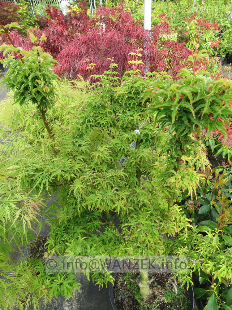 Acer palmatum Shishi gashira 01.JPG